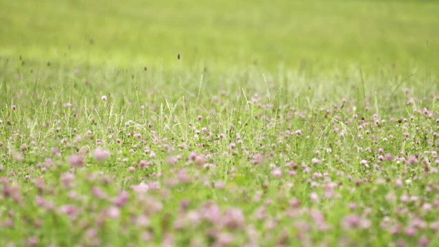 Pink fresh spring clover flower growing in green grass margin on summer day, close up