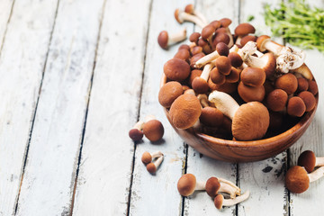 agaric honey mushrooms