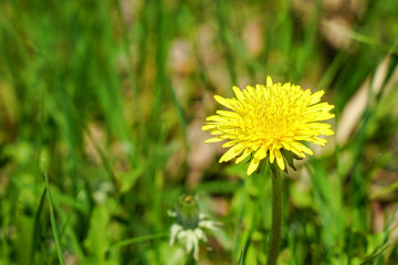 Flower of a yellow dandelion on the meadow