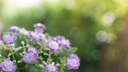 Obraz premium Purple flower with green bokeh background