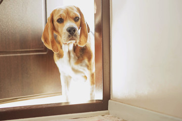 Dog on the doorstep of the house 
