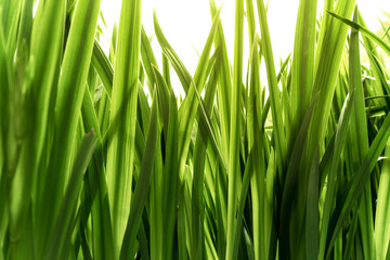 Fresh vibrant green grass, close-up. Natural background