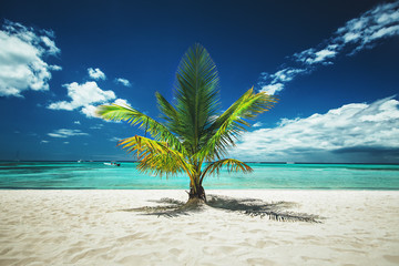 Palm tree and tropical island beach