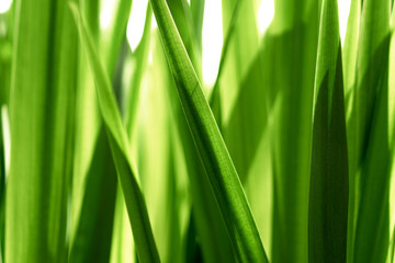 Fototapeta na wymiar Fresh vibrant green grass, close-up. Natural background