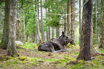 Fototapeta na wymiar Resting moose