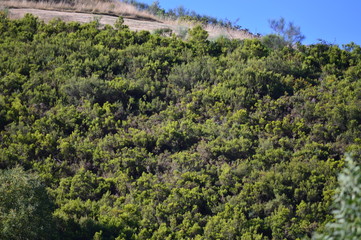 Fototapeta na wymiar Leafy Eucalyptus Forest In The Mountains Of Galicia. Travel Landscape Botanic. August 18, 2016. Rebedul, Becerrea Lugo Galicia Spain.