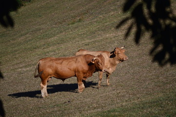 Cows Grazing and Sunbathing in the Meadows of the Mountains of Galicia. Travel Animals Nature. August 18, 2016. Rebedul, Becerrea Lugo Galicia Spain.