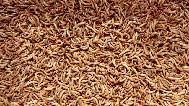 Thousands of worms moving