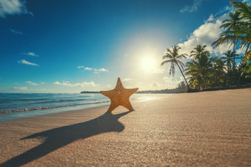 Fototapeta na wymiar Seastar or sea starfish standing on the beach.