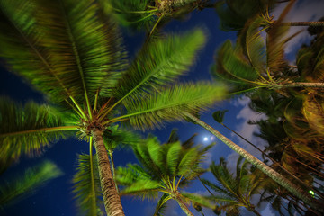 Palm trees on the background of a beautiful night sky with stars