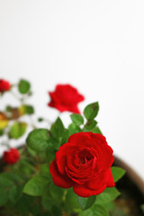 A small red rose blooming beautifully on the background of white