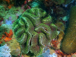 Stone coral