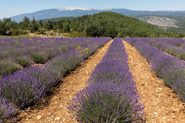 Lavender field near Salt and Mont Ventoux in the background. Provence, France