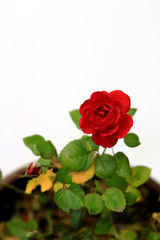 A small red rose blooming beautifully on the background of white
