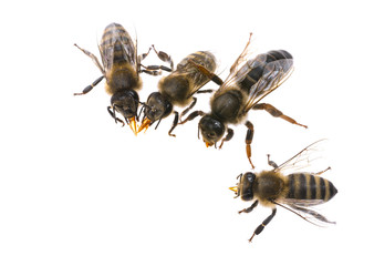 bee queen - mother and bee workers (apis mellifera) are drinking honey