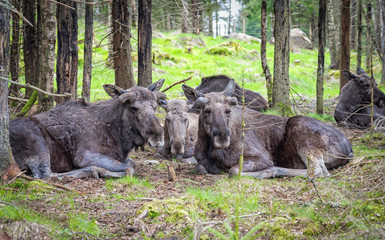 Fototapeta na wymiar Group of resting moose
