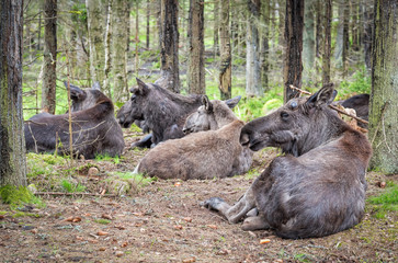 Resting moose flock