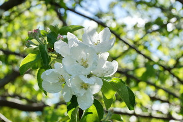 Apple tree branches white flowers on the background of green leaves