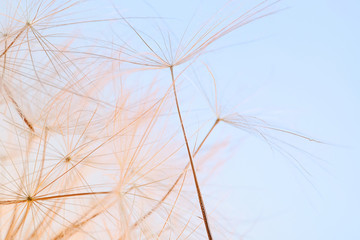 Dandelion seeds on light background, close up