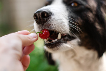 cute boder collie dog eating cherry