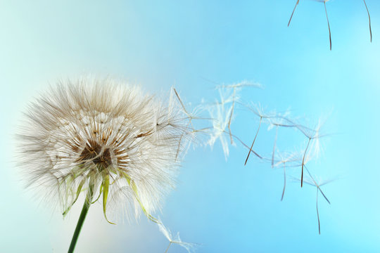 White dandelion seed head on color background © New Africa