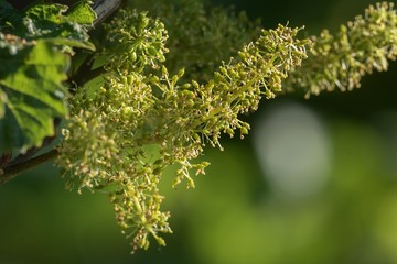 Trauben Blüte