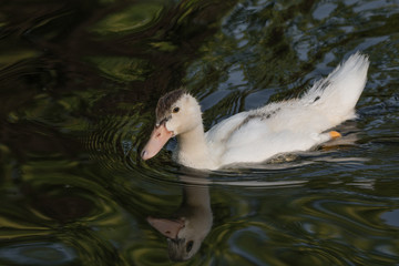 Portrait of Ancona Duck swimming in its natural habitat