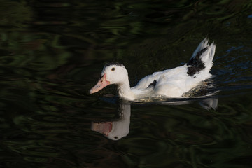 Portrait of Ancona Duck swimming in its natural habitat