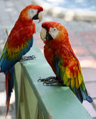 The couple parrots. Red-blue macaw. Distributed in Central and South America – from the South of Mexico to Bolivia and to the Amazon in Brazil.