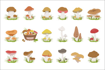 Eatable Mushrooms Realistic Drawings Set