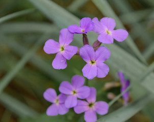 Fototapeta na wymiar lovely small flowers