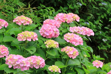 ピンクのアジサイ