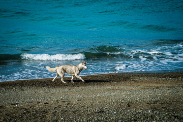 dog on the beach. Siberian husky