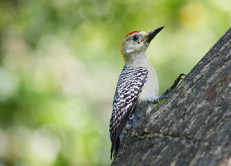 Woodpecker-melanerpes. This woodpecker is widespread in America, and also on Islands of the Caribbean sea, the size of a Starling, with a long beak and a motley plumage. Adult males have red spots on 
