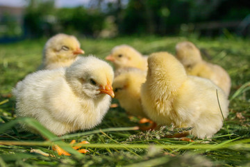 Little chickens on the grass. Yellow chickens on a lawn on a farm.