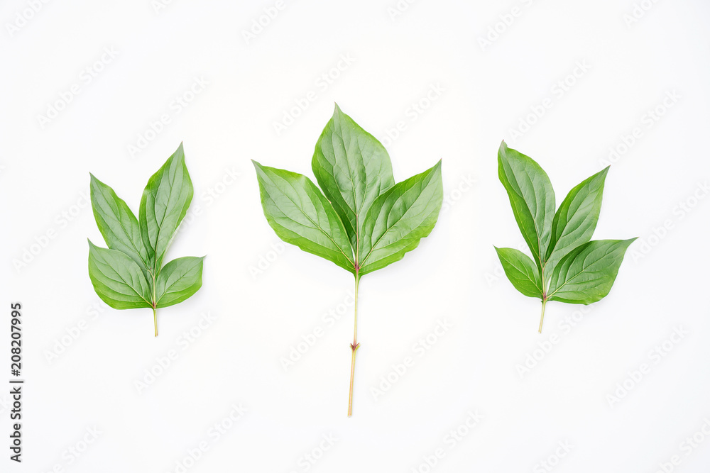 Wall mural fresh green leaves 's moutaan poeny cutting on isolated white background. deeply lobed leaves and la