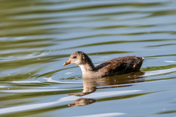 Common moorhen (Gallinula chloropus) bird swimming in water