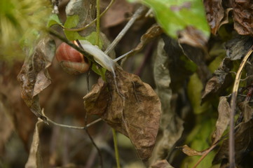 Escargot sur brindille 
