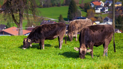 Fototapeta premium cows in a grassy field