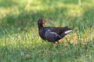 Common moorhen (Gallinula chloropus) bird on green grass