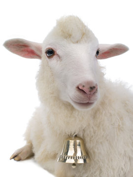 sheep with bell isolated