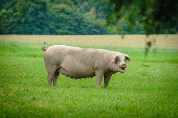 Farmland with pigs. Pastureland in valley