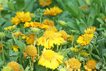 Yellow chrysanthemums flowers getting withered i garden background