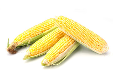 Maize
