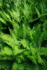 Tropical leaves. Floral design background.