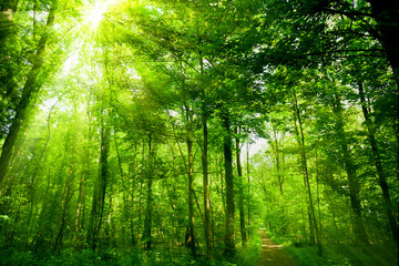 Fototapeta na wymiar beautiful green forest. forest with sunshine