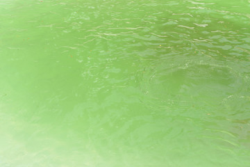 Green water in the pool