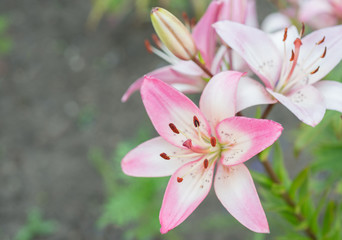 Fototapeta na wymiar Flower pink lily blooms in the garden