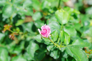Obraz na płótnie Canvas Pink rose in outdoor garden