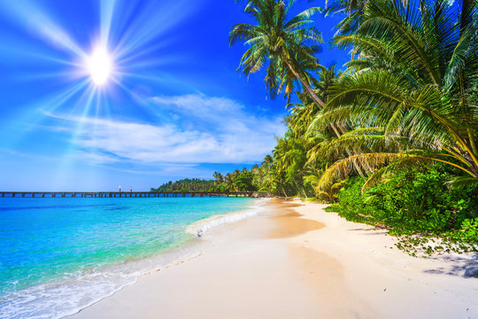 tropical beach.  sea and coconut palm.  Landscape of paradise tropical island beach